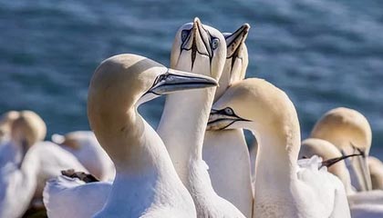 打扑克又疼又叫直播软件下载安装：用一个好工具点亮你的牌桌热度